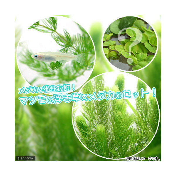 （めだか　水草）白メダカ初心者セット　白メダカ（6匹）＋マツモ（無農薬）（5本）＋おまかせ浮き草3種