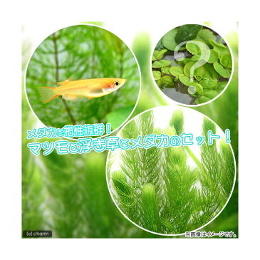 (めだか)(水草)楊貴妃メダカ 楊貴妃メダカ(4匹)+マツモ(無農薬)(5本)+おまかせ浮き草3種 北海道航空便要保温