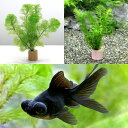 (金魚)(水草)ライフマルチ(茶) メダカ・金魚藻セット+黒出目金(3匹)