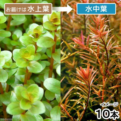 ※こちらの商品は季節により花芽つきでの発送となります、水草の水中化には問題がございませんのでご了承の上お買い求め下さい。ロタラ　ロトンディフォリア　ベトナム　Gia Lai産（水上葉）（10本）販売単位本（バラ）発送サイズ10cm前後別名ロタラ　ロトンディフォリア　GIALAI　 VietNamロタラ　sp．　Gia Laiロタラ　sp．　ザライ（ジャライ）学名（※）Rotala　sp． （※）…改良品種や学名が不明の種は流通名での記載の場合があります。分類ミソハギ科（Lythraceae）キカシグサ属（Rotala）分布VietNam　Gia Laiどんな種類？旧販売名　ロタラ　ロトンディフォリア　ベトナム　H　ra　Gia　Lai産※別商品のロタラ　ロトンディフォリア　ベトナム　H’raと別便にて入荷したため、前記の2種を分けて育成、販売しております。予めご了承ください。ベトナムで採取されたインディカなどに比べ、更に色が赤くなる美しいロタラです。水面に向かって伸び上がり、その後は水面を這うようにして葉を展開、やがて新根が出てくるところで差し戻しながら増やすとより簡単に増やすことができます。環境の変化に敏感で、環境の要求度が高くCO2添加、60cmで4灯以上の光量を必要とします。ある程度の育成環境を必要とします。60cm水槽で4灯以上、CO2添加あり、液肥主体の施肥で育成できます。赤みを増すには通常の液肥を欠かさず、水面を這い出してもすぐに切らないようにしてやると赤みがより一層増します。育成要件＆データ育成難易度　→　★★☆☆☆光量　　　　　→　60cm20W3灯以上（2400〜3000lm）CO2　　　　 →　1滴／4秒（60cm標準水槽相当）pH　　　　　　→　5〜7pHGH　　　　 　 →　0〜6kH　　　　　　→　0〜6温度　　　　　→　20〜28度底砂　　　　　→　ソイル、砂、大磯、植栽位置　　→　前□□■■■後草姿　　　　　→　有茎草最大草姿　　→　横3cm　高さ50cm生長速度　　→　速め増殖方法　　→　差し戻し、枝わかれ※…育成環境は一例です。必ずしもこの環境下であれば育つことを確約するものではございません。注意※表記サイズは1株（1本）でのおおよその目安です。育成環境や、成長の度合いにより最大サイズは異なります。※入荷状況等により、ポットなし1ポット分での発送となる場合がございます。PSBQ10　ピーエスビーキュート　淡水用　30mL5個セット　光合成細菌　バクテリア　熱帯魚（生餌）淡水用　微生物で水質向上セット　エサ用ゾウリムシミックス＋PSBQ10　本州四国限定お一人様3点限り　魚が簡単に飼える　リーフプロソイル　pHダウン　8L　pH4．5〜5．5　吸着ソイル　国産　熱帯魚　用品日本動物薬品　ニチドウ　水草が育つCO2リキッド　2本入　（緑）水草＆サンゴの成長を促進！　Q10サポートエレメンツ　淡水・海水用　30mL3袋セット水草＆サンゴの成長を促進！　Q10サポートエレメンツ　淡水・海水用　500mL　微量元素添加剤　ミネラルアクロ　化学反応式CO2ジェネレーターセット　クエン酸重曹付属　水草育成 … Rotala_dyforiabGia　熱帯魚　_aqua　Rotala　rotundifolia　H’ra　Gia　Lai　ザライ　水草　後景草　all_plants　wp_kywrd　20110606　YS1　qvJZ_8tghSp　wptop3_190327ロトンジフォリア　ロトゥンディフォリア　ロターラ　rotarasuijyou・（水草）ロタラ　ロトンディフォリア　ベトナム　Gia　Lai産（水上葉）（無農薬）（1本） 構成する商品内容は在庫状況により予告無く変更になる場合がございます。予めご了承下さい。■この商品をお買い上げのお客様は、下記商品もお買い上げです。※この商品には付属しません。■PSBQ10　ピーエスビーキュート　淡水用　30mL5個セット　光合成細菌　バクテリア　熱帯魚（生餌）淡水用　微生物で水質向上セット　エサ用ゾウリムシミックス＋PSBQ10　本州四国限定お一人様3点限り　魚が簡単に飼える　リーフプロソイル　pHダウン　8L　pH4．5〜5．5　吸着ソイル　国産　熱帯魚　用品日本動物薬品　ニチドウ　水草が育つCO2リキッド　2本入　（緑）水草＆サンゴの成長を促進！　Q10サポートエレメンツ　淡水・海水用　30mL3袋セット水草＆サンゴの成長を促進！　Q10サポートエレメンツ　淡水・海水用　500mL　微量元素添加剤　ミネラルアクロ　化学反応式CO2ジェネレーターセット　クエン酸重曹付属　水草育成