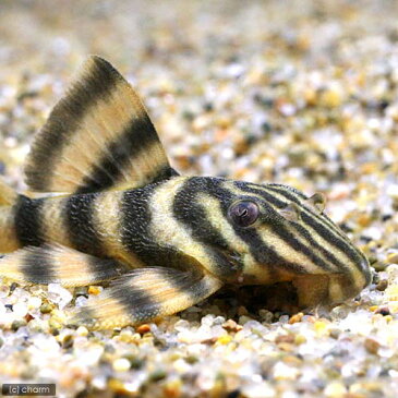 （熱帯魚）オレンジニュータイガー・プレコ（1匹）　北海道・九州・沖縄航空便要保温