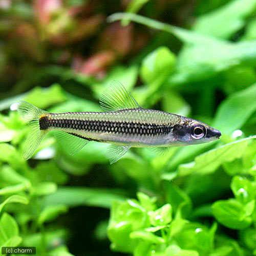 （入荷未定）（熱帯魚）アフリカン・ペンシルフィッシュ（1匹）　北海道・九州航空便要保温