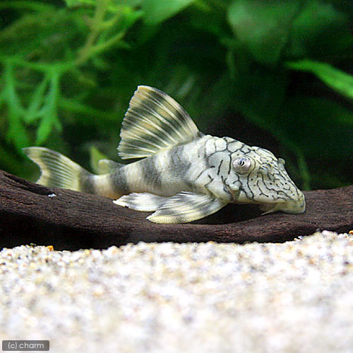 （熱帯魚）ネットワーク・タイガープレコ（ワイルド）（1匹）　北海道・九州航空便要保温