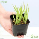 （観葉植物）ペットリーフ　コバンソウの苗　3号（無農薬）（3ポット）小判草の苗　コバンソウ　うさぎ　鳥　リクガメ　おやつ【HLS_DU】