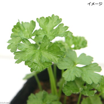 （観葉植物）ペットリーフ　パセリの苗　3号（無農薬）（1ポット）犬　うさぎ　ハムスター　おやつ　北海道冬季発送不可