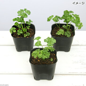 （観葉植物）ペットリーフ　パセリの苗　3号（無農薬）（1ポット）犬　うさぎ　ハムスター　おやつ　北海道冬季発送不可