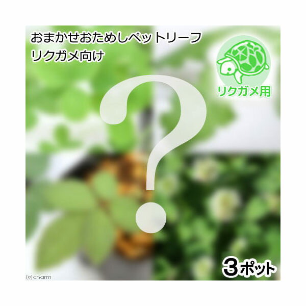 おまかせおためしペットリーフ リクガメ向け（無農薬）（3ポット） リクガメ トカゲ おやつ