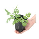(観葉植物)ハーブ苗 パクチー(コリアンダー) 3〜3.5号(1ポット) 家庭菜園 料理