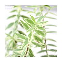 (観葉植物)ハーブ苗 マートル 斑入りドワーフ 3号(1ポット) 家庭菜園