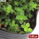 （観葉植物）ハーブ苗　タイム　イブキジャコウソウ　3号（1ポット）　家庭菜園　料理　ティー　アロマ【HLS_DU】