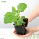 (観葉植物)野菜苗 ヤーコンの苗 3~3.5号(1ポット) 家庭菜園