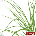 （観葉植物）ハーブ苗　チャイブ　3号（1ポット）　家庭菜園　料理　クラフト【HLS_DU】