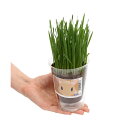 (観葉植物)種まき済み ウィートグラス(小麦若葉)栽培 ECOポット 1ポット