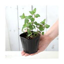 (観葉植物)ハーブ苗 ミント クール 3号(1ポット) 家庭菜園