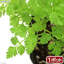 （観葉植物）ハーブ苗　チャービル　3号（1ポット）　家庭菜園　料理