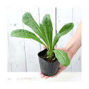 (観葉植物)ハーブ苗 チコリ 3号(1ポット) 家庭菜園 料理 ティー