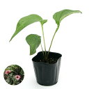 (観葉植物)ハーブ苗 エキナセア パープレア 3号(1ポット) 家庭菜園