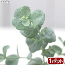 (観葉植物)ユーカリ 銀世界(プルベルレンタ) 3~4号(1ポット) 家庭菜園 オージープランツ