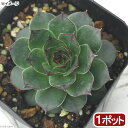 (観葉植物)ハーブ苗 ハウスリーク(センペルビブム) 3号(1ポット) 家庭菜園