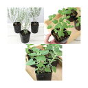 (観葉植物)ハーブ苗 猫が喜ぶハーブ 3ポット(1セット) 家庭菜園