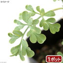 (観葉植物)ハーブ苗 ルー ガーデンルー 3号(1ポット) 家庭菜園