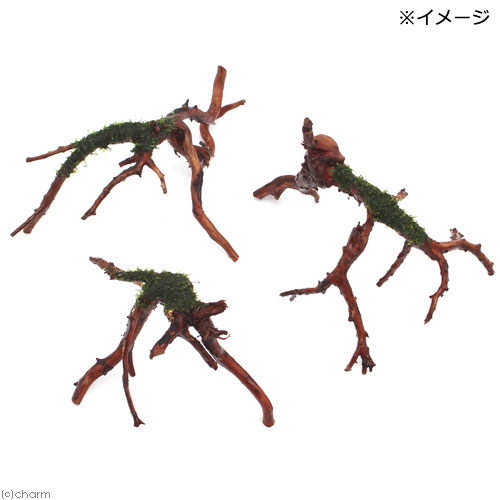 charm 楽天市場店の（水草）巻きたて　ウィローモス　ブランチアーチ流木（水中葉）（無農薬）（1本）｜アングル2
