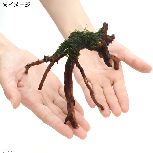 charm 楽天市場店の（水草）巻きたて　ウィローモス　ブランチアーチ流木（水中葉）（無農薬）（1本）｜アングル3
