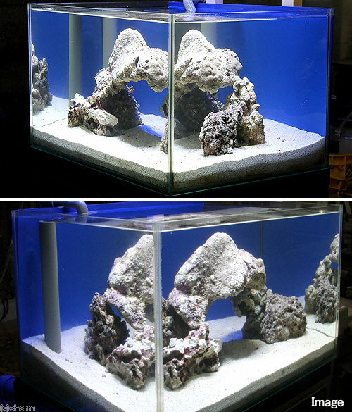 （海水魚）ライブロック　60cm水槽用アーチセット（形状お任せ）　北海道航空便要保温　沖縄別途送料