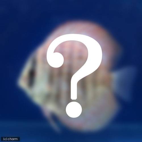 （熱帯魚）ペナン産　ミックス・ディスカス　Mサイズ（ペナンブリード）（1匹）　北海道・九州航空便要..