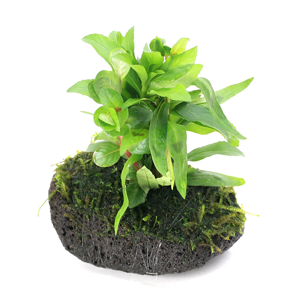 人気の置くだけ簡単シリーズ！！（水草）Plants　Arrangement　ザ　ボンサイ　Ver．ウィローモス（無農薬）販売単位個発送サイズ（土台）石サイズ　8〜12cm残留農薬状態無農薬学名（※）vesicularia Dubyana（※）…改良品種や学名が不明の種は流通名での記載の場合があります。分類ハイゴケ科(Hypnaceae)ヴェシクラリア属(Vesicularia)どんな種類？・商品の特徴高さ30cm以上の水槽にお勧めです。そのまま水槽のお好みの場所にそっと置くだけの簡単設置！状態のよい水上葉の寄せ植えに、穴あき溶岩石にテグスでウィローモス巻いた商品です。有茎草の種類はおまかせとなりますが、発送日当日に状態の良い水草を約3種類計10本程度溶岩石に差し込んだ状態で発送致します。比較的育成の簡単な種類を組み合わせいたしますが、CO2の添加等を行うことで状態良く栽培が可能となります。水草が成長して来たら、トリミングを行うか、石の穴に差し戻しを行っていただくことでレイアウトを維持することが出来ます。・ウィローモス活着性を持つ苔の仲間で、落ち着いた色合いの複雑な茂みを作ることから流木や石に括り付けてレイアウトに多用されます。ウィローモスを活着させた石や、流木はまさに「苔生した」と言う言葉がピッタリの非常に趣ある水景をかもし出します。その複雑な茂みは隠れ家や産卵場所にも向いており、レイアウトにブリーディングに幅広い用途に使用できる万能選手です。餌やブリーディング目的で育成するには、ある程度ほぐしたそのまま沈めてしまって大丈夫です。光量は60cm水槽で1灯あれば充分維持できます。日本に自生している種類なので冬の低温にも強いです。レイアウト水槽で使用するには若干のCO2添加があった方が綺麗に育ちます。低光量には強いですが、活着させて長期間維持していると、何重にも折り重なって光が完全に当たらなくなる部分ができます。こうなるとその部分が枯れ始めてしまいますので注意が必要です。水中の栄養分が多いと茶色い根(仮根)を出します。また高光量下ではごわごわした葉に育ちます。貧栄養・低光量下でも育つと言う特徴を活かして、他の草の陰になる部分に石等に活着させて配置する方法がお勧めです。ウィローモスをメインとする水槽であれば、光量・水中の肥料分とも抑え気味の方がコケの発生が少なく綺麗に育てられます。ウィローモスに合わせた環境ではあまりコケが出ることはありませんが、糸状のコケが出た場合はヤマトヌマエビ等を投入しましょう。またこの水草は薬にやや弱く、普通の有茎草等には影響の無いコケ除去剤でも育成に影響を与えることがあります。ウィローモスは苔の仲間ですが、水草やガラス面などに付くものもコケと呼ばれます。紛らわしいですが、学術的にはウィローモスが「コケ類」で、一般にコケと呼ばれているものは殆どが「藻類」となります。育成要件＆データ光量 → 60cm20W3灯以上　（2400〜3000lm）CO2 → 無くても可 1滴／3秒（60cm標準水槽相当）pH　→　5〜7GH → 0〜6kH → 0〜6温度 → 10〜28度底砂 → ソイル、砂、大磯推奨水槽 → 30cm以上※…育成環境は一例です。必ずしもこの環境下であれば育つことを確約するものではございません。注意※表記サイズは目安となります。※本商品は巻きたてとなります。※有茎草の品種をお選び頂く事はできませんので、予めご了承下さい。※一部彼が混入する場合がございます。ガラス水槽　アクロ30キューブ　30×30×30cm　30cm水槽　熱帯魚　水草　シュリンプ　アクアリウム　小型水槽　お一人様1点限りアクロ　TRIANGLE　LED　GROW　300　1000lm　30cm水槽　照明　水草育成　熱帯魚　アクアリウム　ライト魚が簡単に飼える　リーフプロソイル　水草用　パウダー　3L　お一人様9点限りLeaf　CO2　ボンベ　74g　5本セット　炭酸ボンベ　汎用品　新瓶　水草育成　水草　水草水槽アクロ　ステンレス　ハサミ　25cm　先曲タイプ　水草　トリミング　剪定アクロ　ステンレスピンセット　16cm　クチバシタイプCO2フルセット　チャームオリジナルコンパクトレギュレーター　Aセット（6mm対応）　水草　CO2添加　おまけ付きPlants　Green　プランツグリーン　500ml　（水草の栄養液）Plants　Fine　K（カリウム）400ml（水草の栄養液）（エビ）お一人様1点限り　無選別　レッドビーシュリンプ　赤白バンド（10匹）（＋1割おまけ）　北海道・九州航空便要保温（エビ）ミナミヌマエビ（10匹）（＋1割おまけ）　北海道・九州航空便要保温 … 熱帯魚　エビ用水草　水草　溶岩石付　all_plants　ウィローモス　巻きたて　穴あき溶岩石　ヴォルケーノ　無農薬　水上葉　水中葉　無農薬　シュリンプ　ヌマエビ　メダカ　ボトルアクアリウム　ボトル　置くだけ簡単　レイアウト　産卵床　メダカ　おまかせ水草　3種類　有茎草　モス　ウィローモス■この商品をお買い上げのお客様は、下記商品もお買い上げです。※この商品には付属しません。■ガラス水槽　アクロ30キューブ　30×30×30cm　30cm水槽　熱帯魚　水草　シュリンプ　アクアリウム　小型水槽　お一人様1点限りアクロ　TRIANGLE　LED　GROW　300　1000lm　30cm水槽　照明　水草育成　熱帯魚　アクアリウム　ライト魚が簡単に飼える　リーフプロソイル　水草用　パウダー　3L　お一人様9点限りLeaf　CO2　ボンベ　74g　5本セット　炭酸ボンベ　汎用品　新瓶　水草育成　水草　水草水槽アクロ　ステンレス　ハサミ　25cm　先曲タイプ　水草　トリミング　剪定アクロ　ステンレスピンセット　16cm　クチバシタイプCO2フルセット　チャームオリジナルコンパクトレギュレーター　Aセット（6mm対応）　水草　CO2添加　おまけ付きPlants　Green　プランツグリーン　500ml　（水草の栄養液）Plants　Fine　K（カリウム）400ml（水草の栄養液）（エビ）お一人様1点限り　無選別　レッドビーシュリンプ　赤白バンド（10匹）（＋1割おまけ）　北海道・九州航空便要保温（エビ）ミナミヌマエビ（10匹）（＋1割おまけ）　北海道・九州航空便要保温