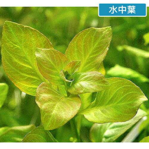 �ʿ�����ǾƤ�ȭ����ɥ�����������ڥ󥹡����꡼��ʿ���աˡ�̵�����ˡ�1ȭ��