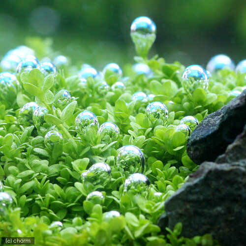 （水草）鉢植え キューバパールグラス（水上葉）（無農薬）（1鉢）