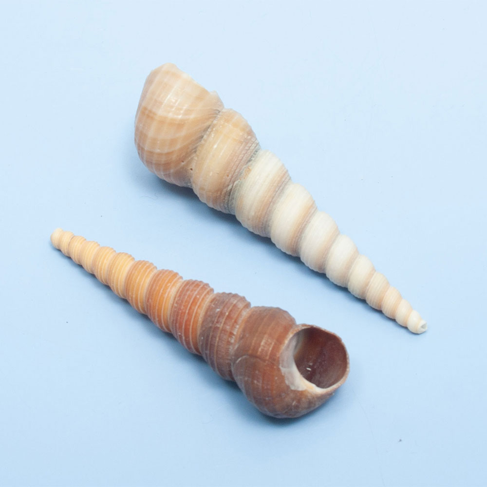 ���̡������륳�쥯����󡡥��ꥬ�����ޥ���2�ġˡ�����������