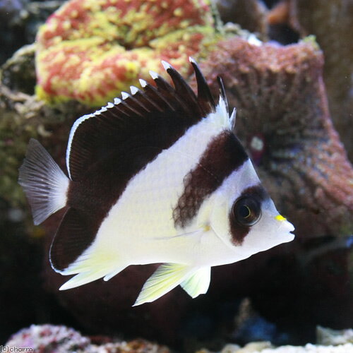 （海水魚）バリ産　バーゲスバタフライ（1匹）　チョウチョウウオ