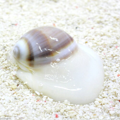 Rakuten - （海水魚）貝　トミガイ　Sサイズ（1匹）　北海道・九州航空便要保温