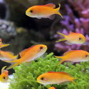 (海水魚)沖縄産 アカネハナゴイ Sサイズ(1匹) 北海道航空便要保温