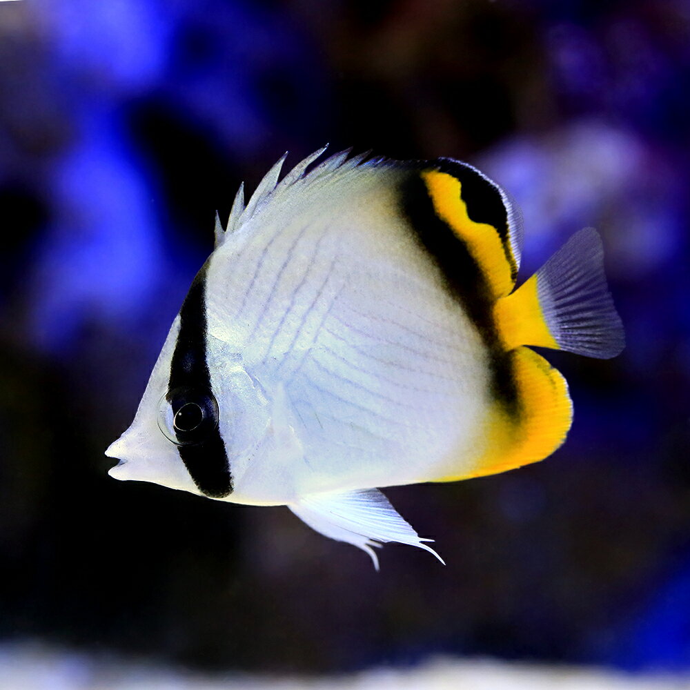 （海水魚）沖縄産　フウライチョウチョウウオ　Sサイズ（1匹）