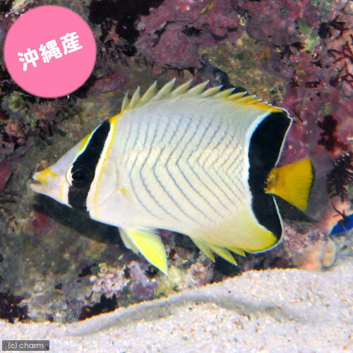 （海水魚）沖縄産　ヤリカタギ　Sサイズ（1匹）　チョウチョウウオのサムネイル