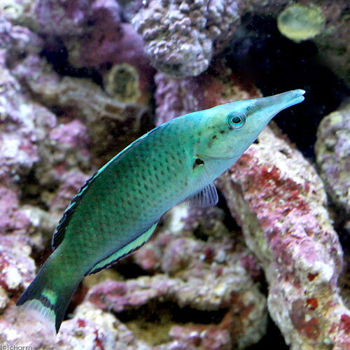 維拉 - （海水魚）クギベラ　オス（1匹）　北海道・九州航空便要保温