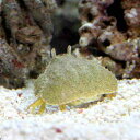 (海水魚)カニ ソデカラッパ Sサイズ(1匹)