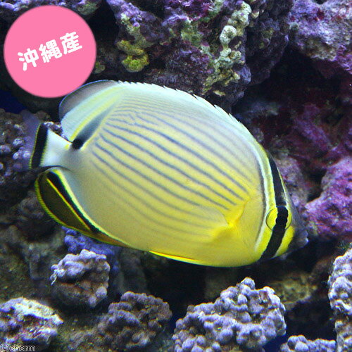 （海水魚）沖縄産　ミスジチョウチョウウオ　Sサイズ（1匹）