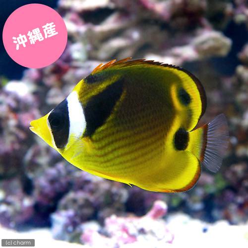 （海水魚）沖縄産　チョウハン　Sサイズ（1匹）　北海道・九州航空便要保温