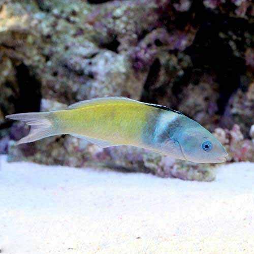 Wrasse - （海水魚）ブルーヘッドラス（1匹）　北海道・九州航空便要保温