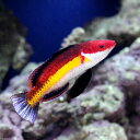 (海水魚)ナオコズフェアリーラス オス(1匹)