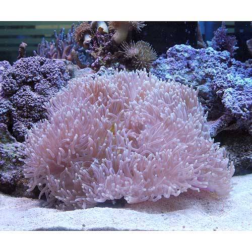 （海水魚）スリランカ産　センジュイソギンチャク　ミックスカラー　LLサイズ（1匹）無脊椎動物　北海道・九州航空便要保温