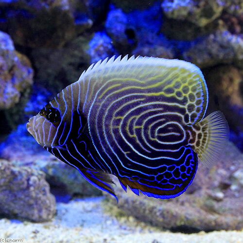 （海水魚）ヤッコ インドネシア産 ウズキン（タテジマキンチャクダイ半成魚）（1匹） 北海道・九州航空便要保温