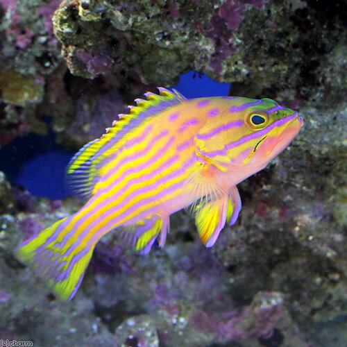 （海水魚）ミナミハタ（1匹）　北海道・九州航空便要保温