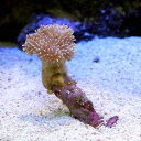 (海水 無脊椎)沖縄産 ウミキノコ ロングポリプ SSサイズ(1個) 北海道・九州・沖縄航空便要保温 - charm 楽天市場店