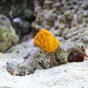 （サンゴ）沖縄産　オレンジスポンジ　SSサイズ（1個）