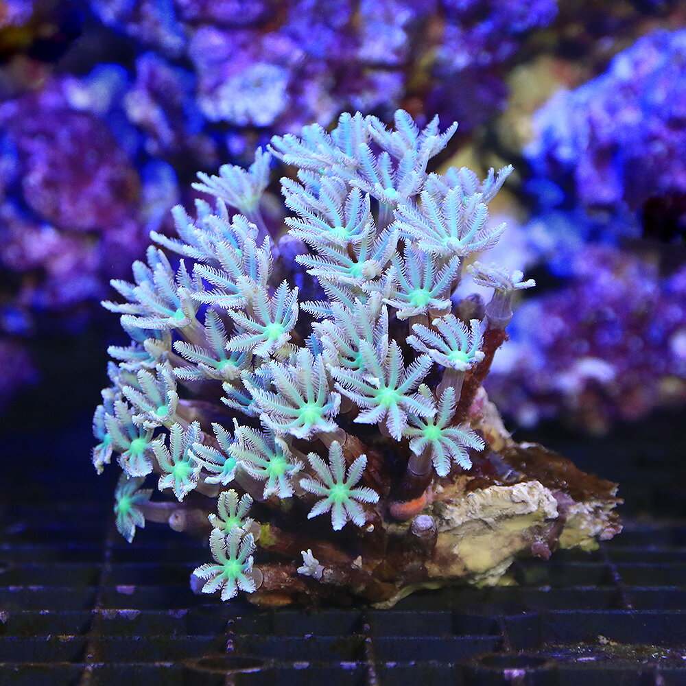 （サンゴ）沖縄産　ツツウミヅタ　ナローポリプグリーン　Sサイズ（1個）